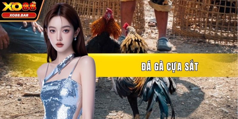 Đá Gà Cựa Sắt