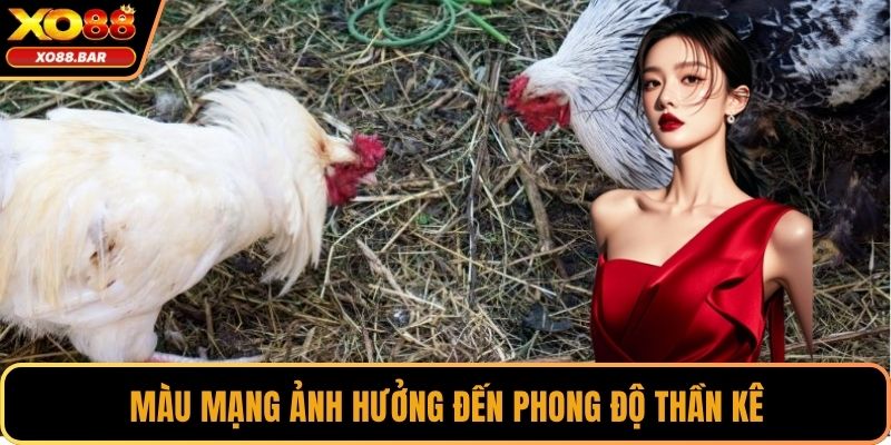 Màu mạng ảnh hưởng đến phong độ thần kê